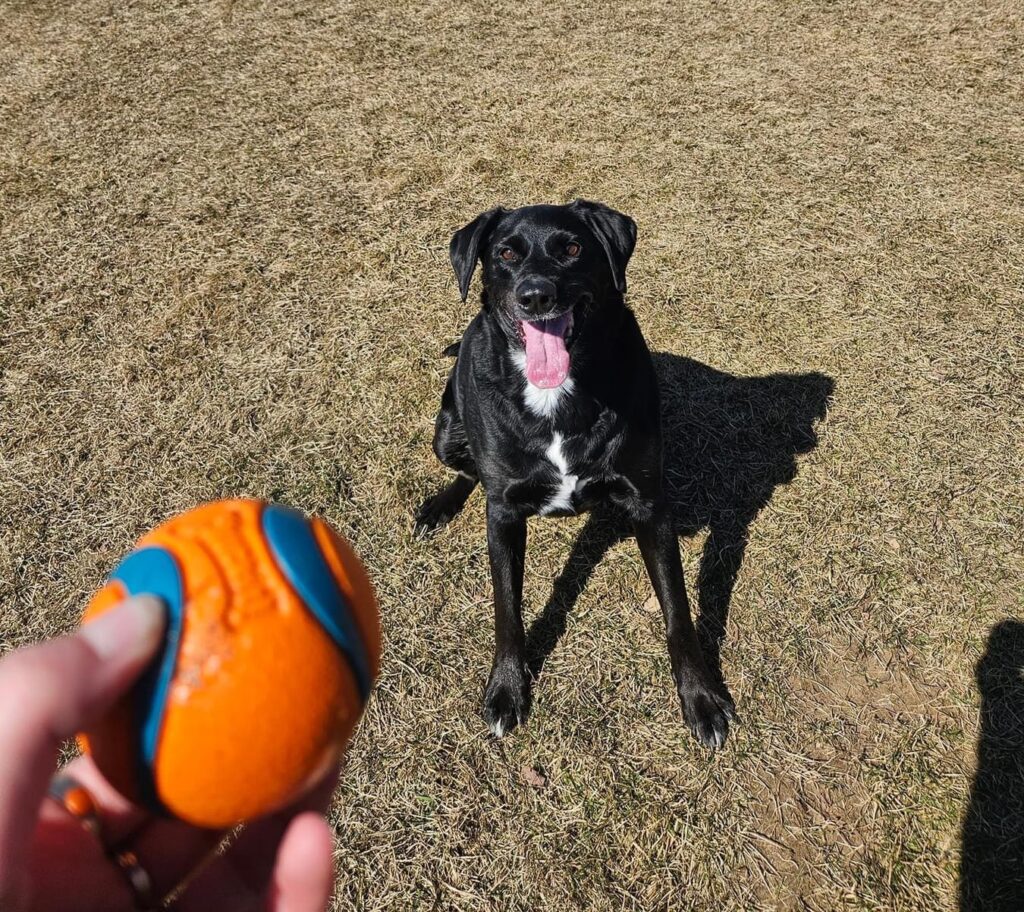 Dog Playing Fetch