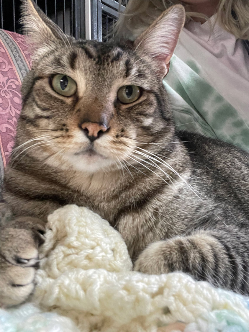 Happy Cat Gif - IceGif